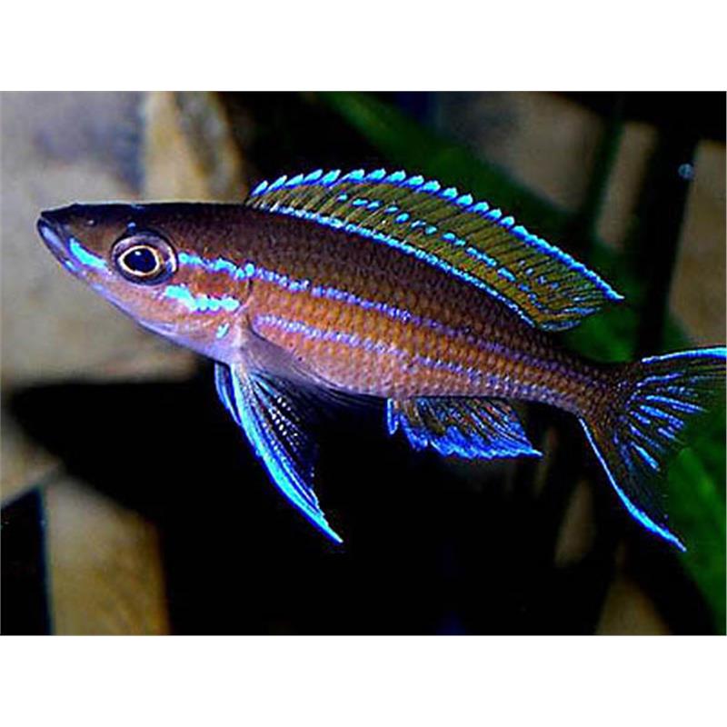 Paracyprichromis blue neon - imagine 5